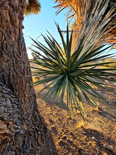 Joshua Tree Forest - Grand Wash Cliffs
