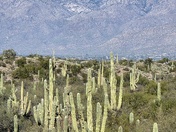 Saguaro National Park 
