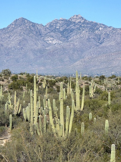 Saguaro National Park 