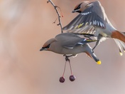 I Called Dibs First!