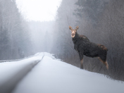 Snowy Moose