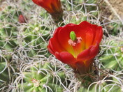 Joshua Tree National Park