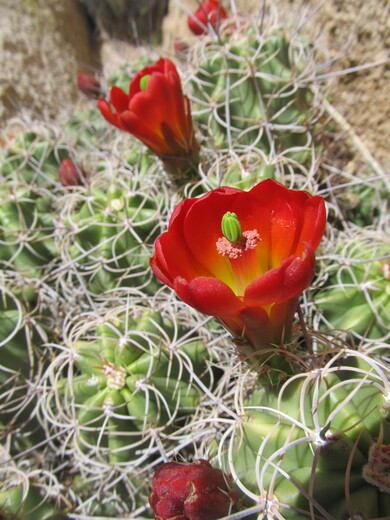 Joshua Tree National Park