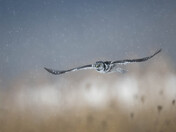 Northern Hawk-Owl