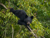 Great Smoky Mountains National Park