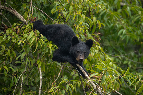 Great Smoky Mountains National Park