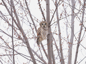 Barred Owl Perched on a Tree