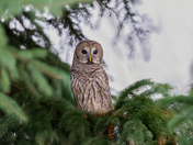 Barred Owl on a Tree.