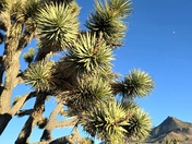 Joshua Tree Forest 