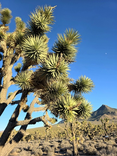 Joshua Tree Forest 