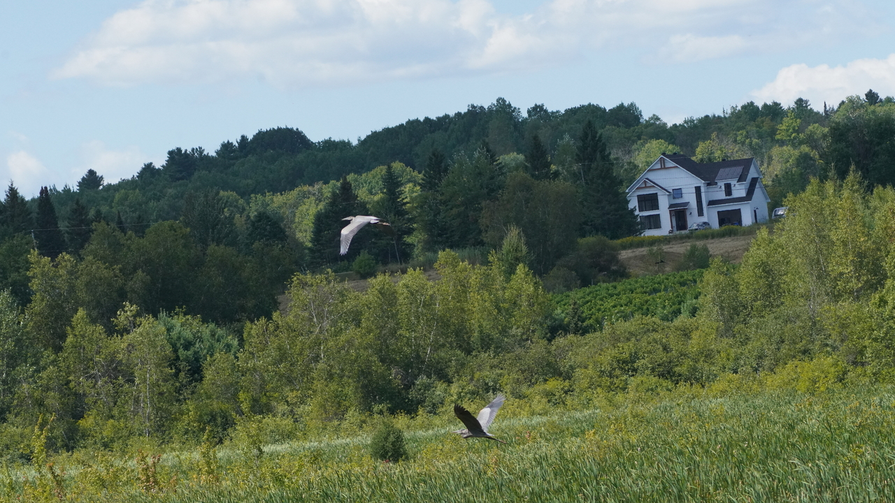 Herons flight over the marsh