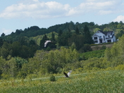 Herons flight over the marsh