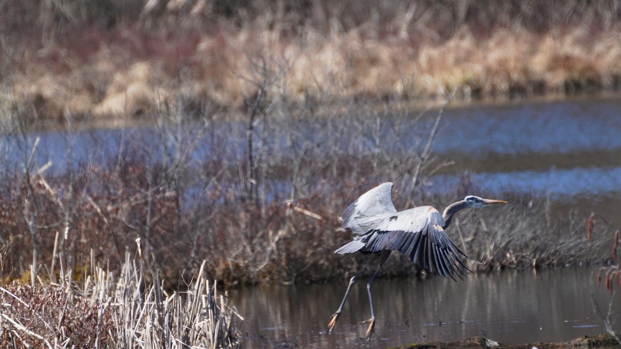 Great heron taking off 