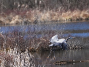 Great heron taking off 