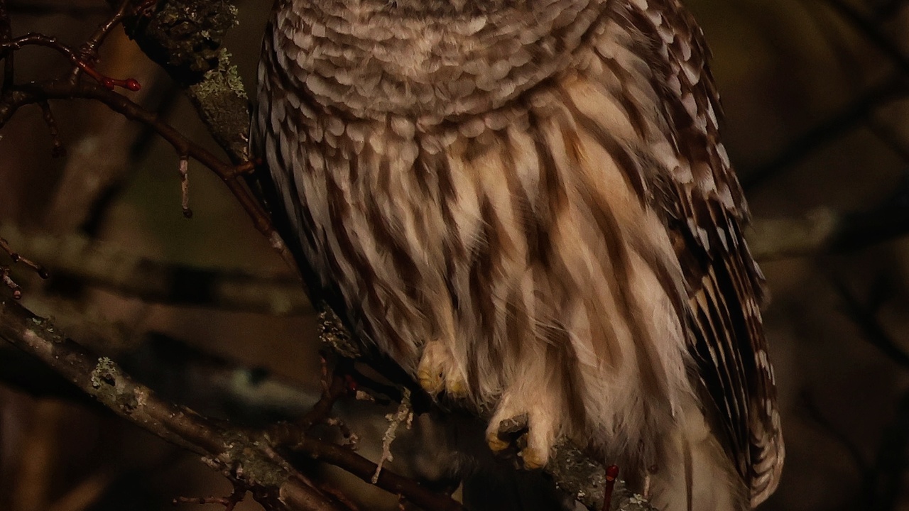 Barred owl in the shadows 