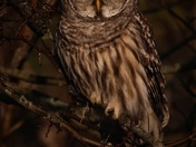 Barred owl in the shadows 