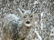 In the bleak midwinter