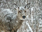 In the bleak midwinter