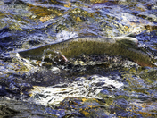 Tracy Arm-Fords Terror Wilderness
