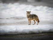 Coyote 