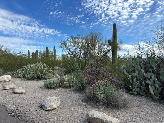 Saguaro National Park