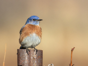 western blue bird
