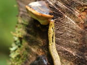 Olympic National Forest