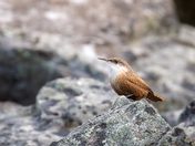 canyon wren 