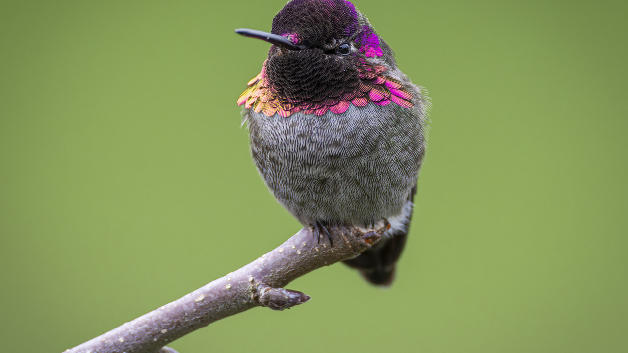Anna's Hummingbird