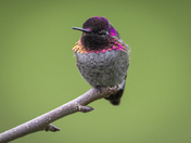 Anna's Hummingbird