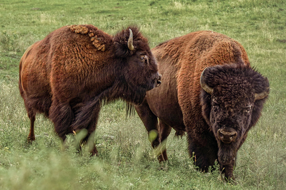 Yellowstone National Park