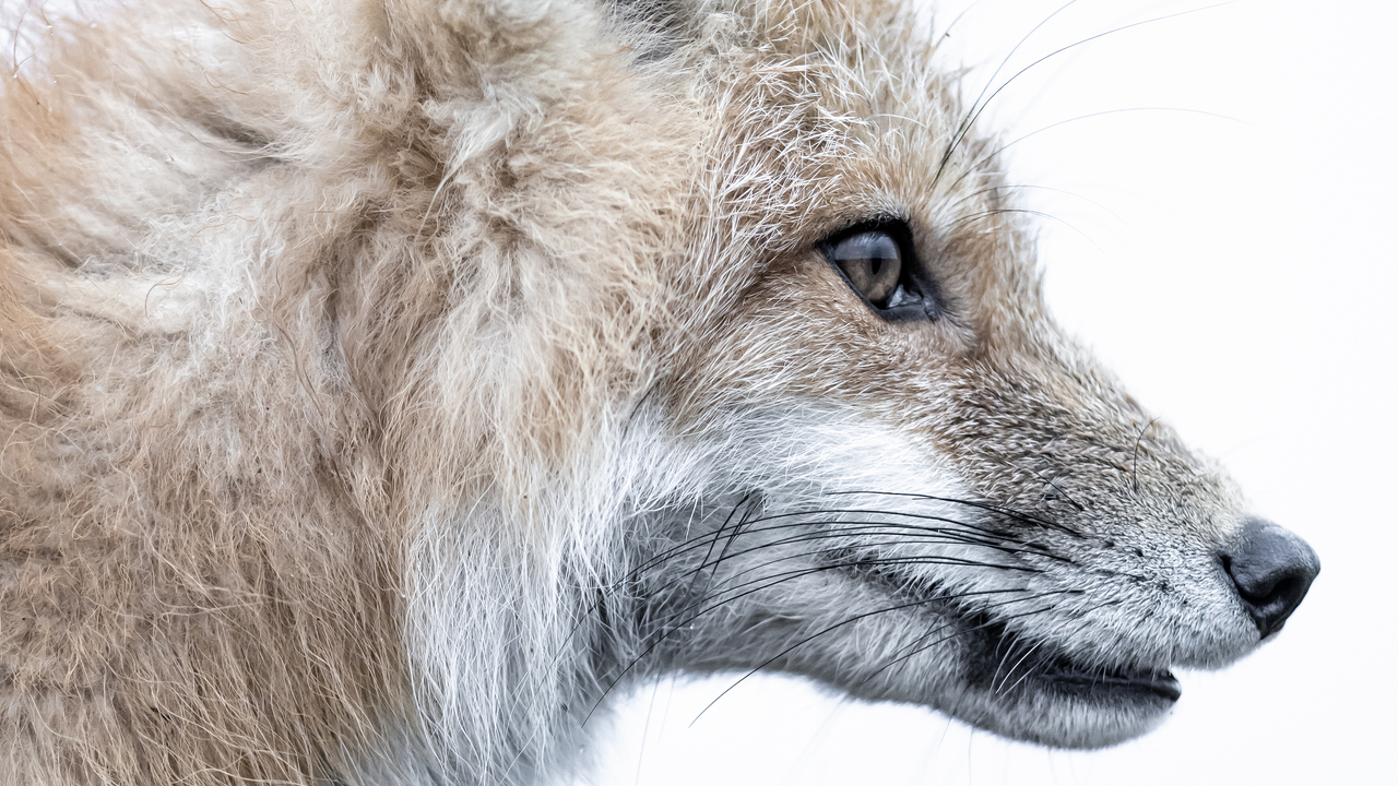 Facing Life's Challenges