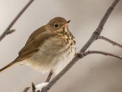 Confused Hermit Thrush