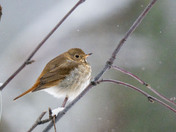 Confused Hermit Thrush