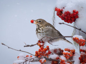 Confused Hermit Thrush