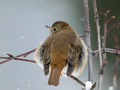 Confused Hermit Thrush