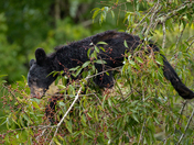 Great Smoky Mountains National Park