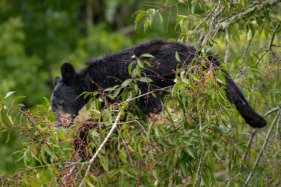 Great Smoky Mountains National Park