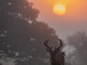 Great Smoky Mountains National Park