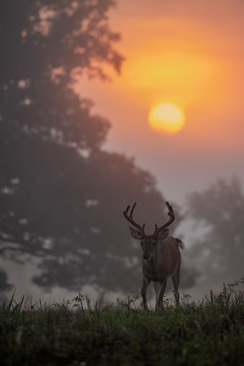 Great Smoky Mountains National Park