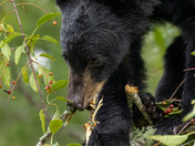 Great Smoky Mountains National Park
