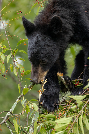 Great Smoky Mountains National Park