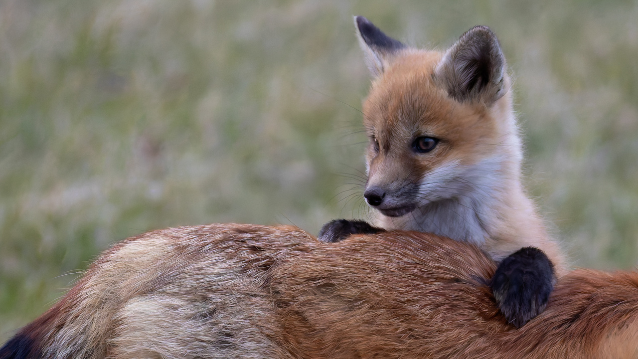 Checking the surroundings