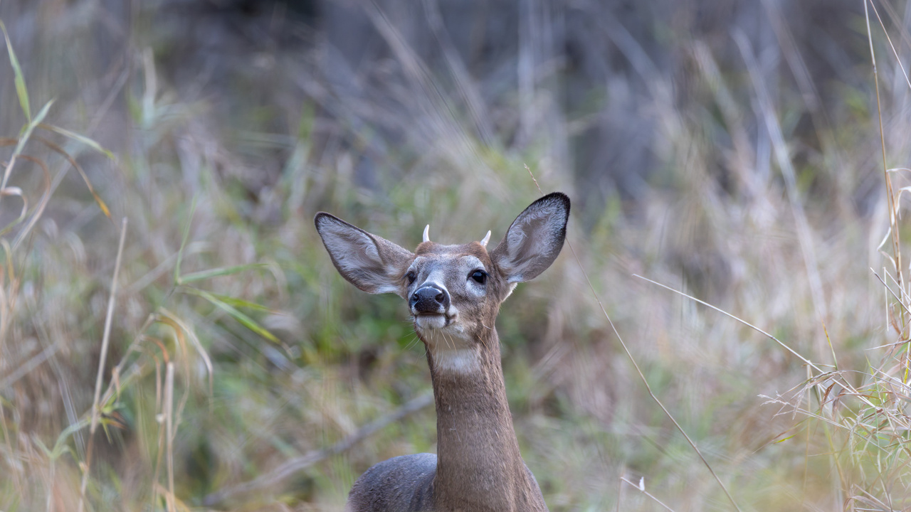 One day I will have some better antlers