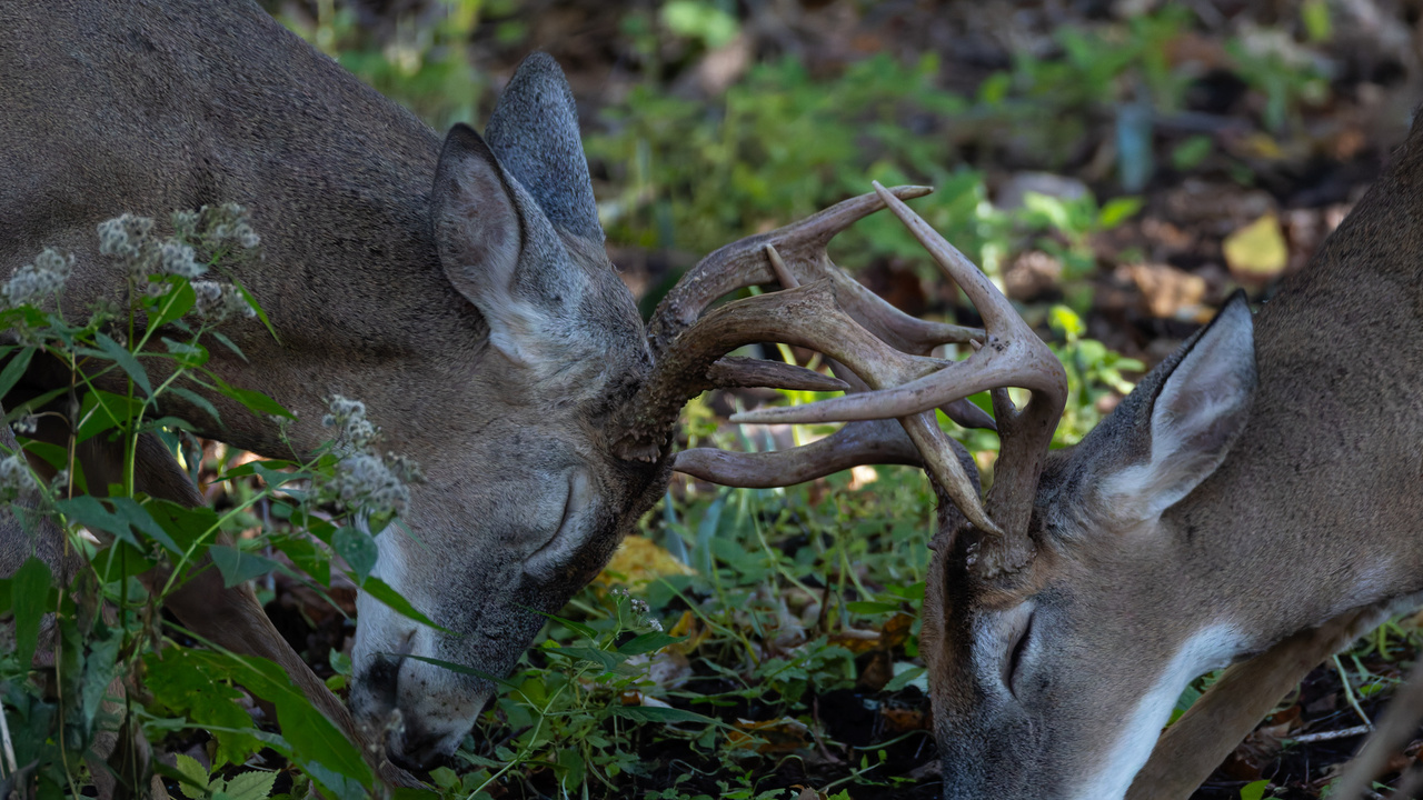 Buck tussle