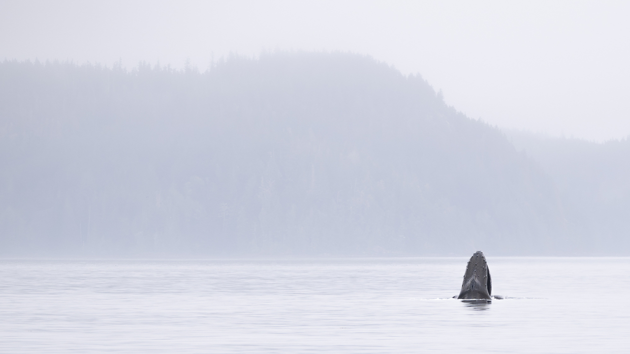 Misty Morning Humpback