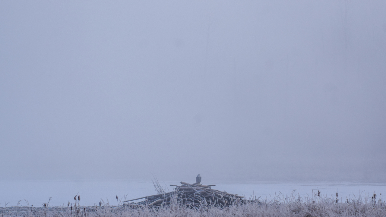 Snowy Owl Storm Bliss