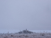 Snowy Owl Storm Bliss
