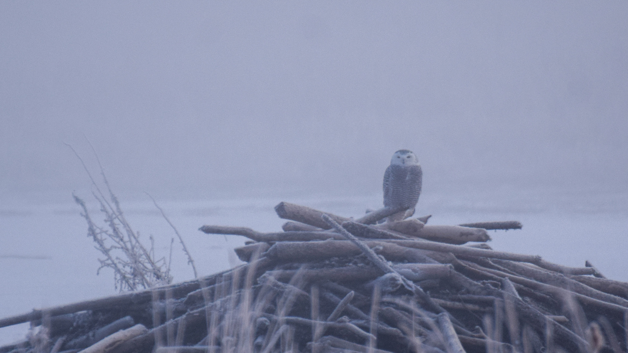 Snowy Owl Storm Bliss