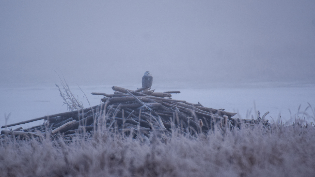 Snowy Owl Storm Bliss